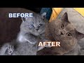 British Shorthair Blue PISHOO MARIO | Before and after の動画、YouTube動画。