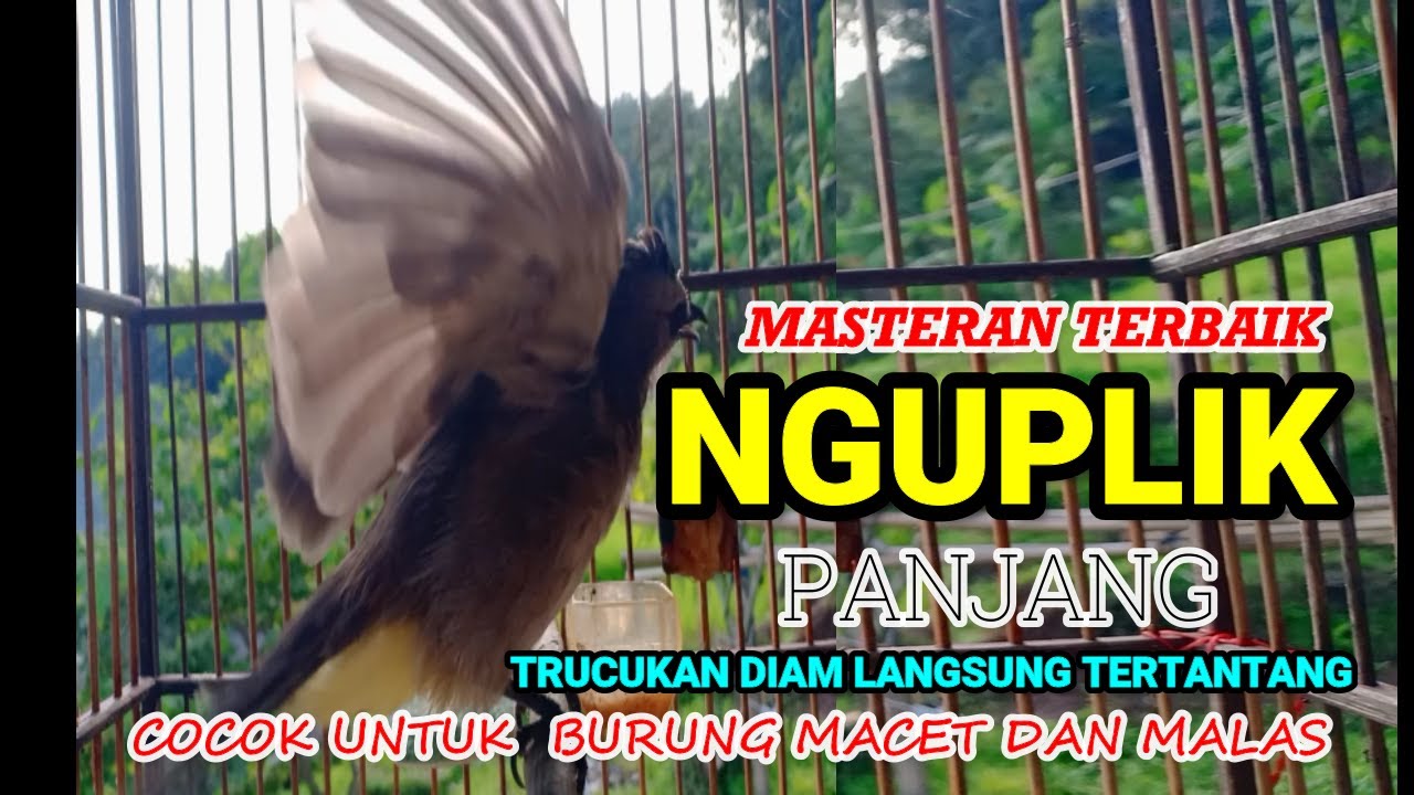 TRUCUKAN GACOR NGUPLIK | Masteran TRUCUKAN Terbaik Trucuk Malas Bunyi Jadi Gacor Ropel Panjang