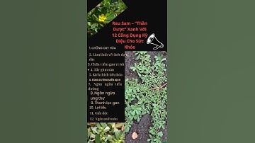 Rau Sam – “Thần Dược” Xanh Với 12 Công Dụng Kỳ Diệu Cho Sức Khỏe#shortvideo #meohay #suckhoe