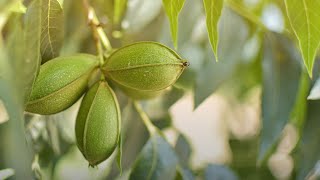 Stahmanns Pecans | A tour to our Orchard Farm in La Mesa New Mexico
