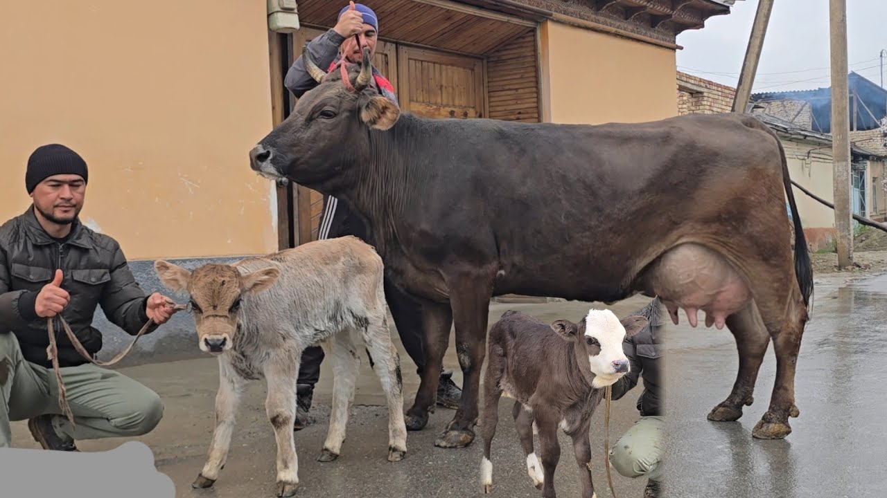 😱 Shveslarni Zo'rlari Ser sut Chempionlari Ishonmasez Ko'ring Narxlar Yondi 🔥🔥🔥