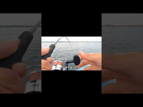 【釣りけんサンバ】青物２#shorts