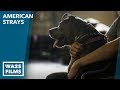 BETTER LIFE CANINE CENTER - American Strays the series Season 2 Episode 1 Hope For Dogs Like My DoDo