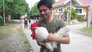 Me catching a rooster for the first time (Philippines)