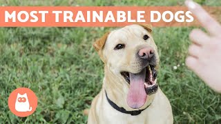 EASIEST to TRAIN DOG BREEDS ✅ Top 10