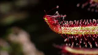 Ant Sundew Time_lapse 4K @francischeefilms