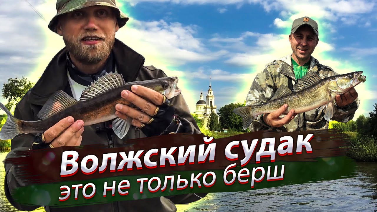 Средняя волга судак
