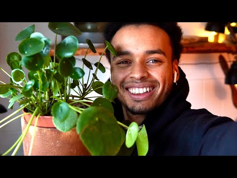 Video: Pilea-Zimmerpflanzen: Tipps zur Pflege einer Pilea-Aluminiumpflanze