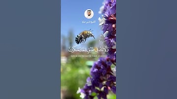 الشيخ فارس عباد  #اكسبلور #قرآن #قران_كريم  #explore #قران_راحة_نفسية #لايك #سورة_النحل
