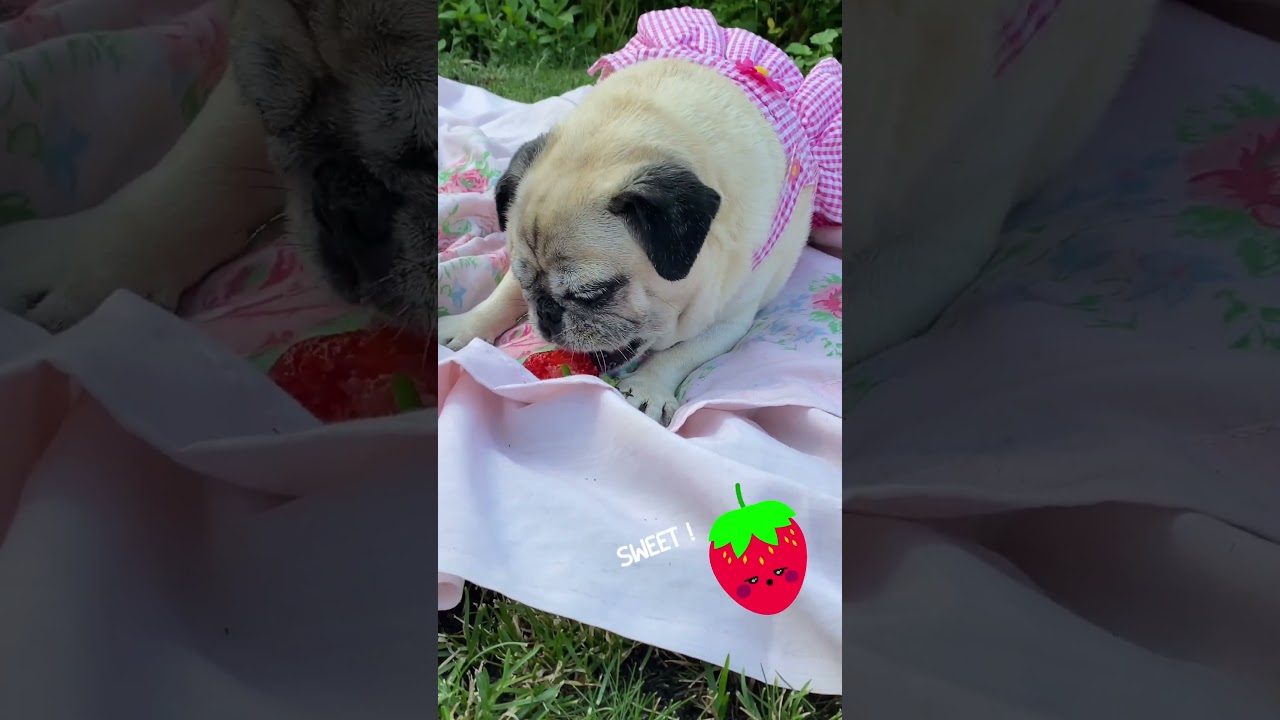 My pug dog eating a strawberry 😍 🍓