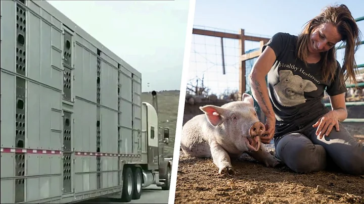 Two Month Old Piglet Rescued After Falling From Transport Truck Is Now Over 700 Pounds