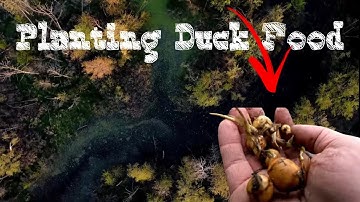 My Dream Duck Hunting Property! Planting Duck Food and creating access! Part 2