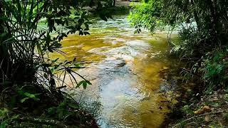 Peaceful River Sounds in Brazil | Birds, Nature Ambience for Relaxation, Sleep & Meditation screenshot 4