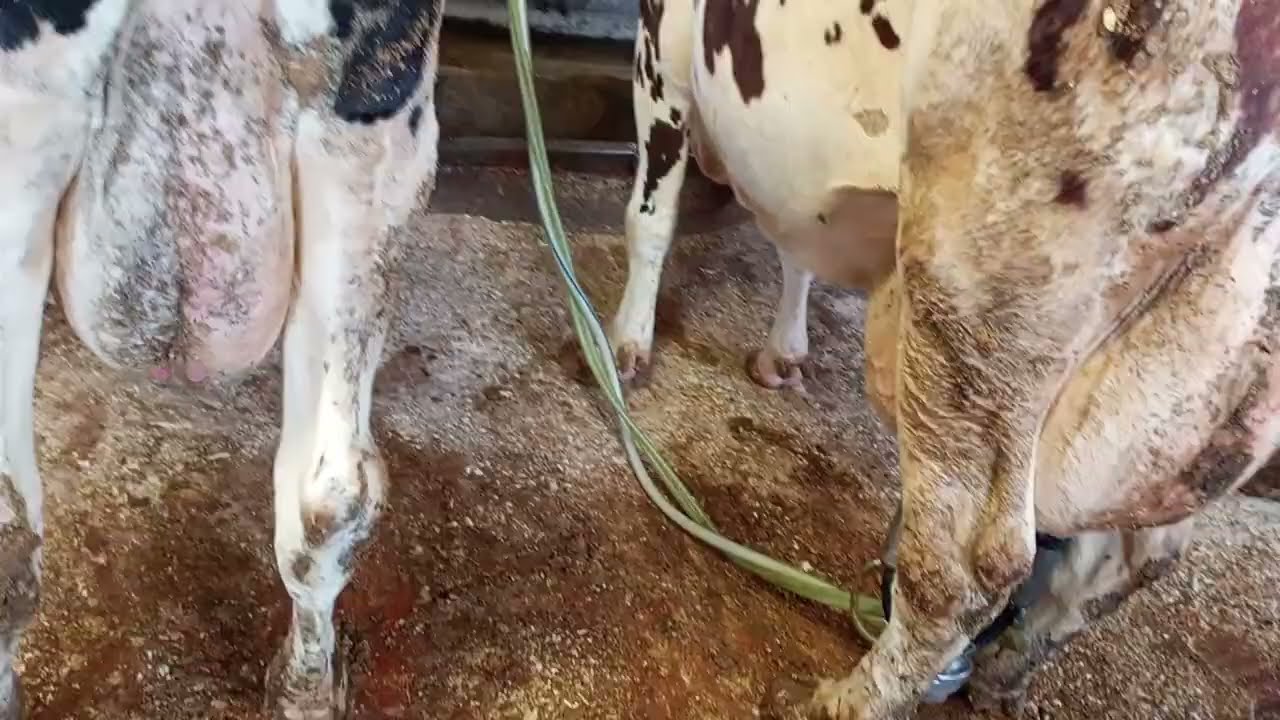 Molni to'g'ri boqish Sirlari 