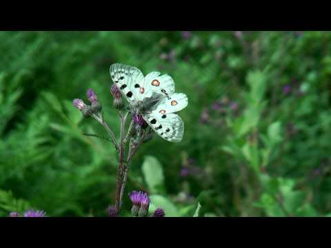 Parnassius apollo