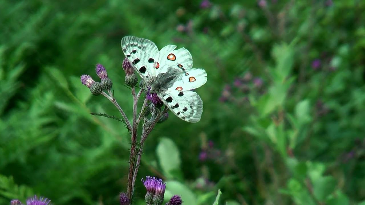 Parnassius apollo