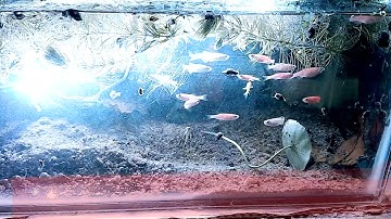 betta with zebra Danio| Neon zebra danio