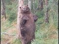 Giant fat bear at Brooks Falls