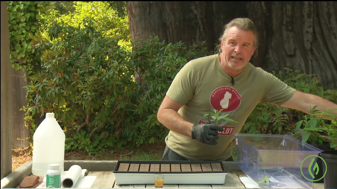 DIY: Creating Cannabis Clones / Kevin Jodrey / Ganjier