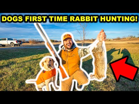 UNEXPECTED Rabbit Hunt with My DOG!!! (Catch Clean Cook)