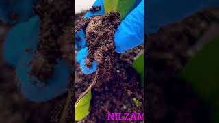 As mudinhas das Zamioculca Chameleon🫣