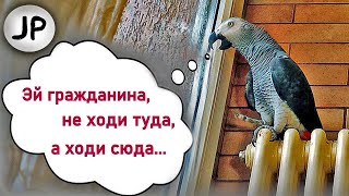 ✅ ОБРУГАЛА СТРОИТЕЛЕЙ ЗА ОКНОМ 🤣 🐦 ЖАКО ПЕТРУНЯ | FUNNY PARROT ZHAKO PETRUNYA 🔥 (СУБТИТРЫ) by JACO PETRUNYA 6,153 views 2 years ago 3 minutes, 16 seconds