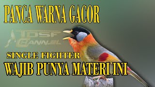 Burung Panca Warna Gacor Tembakan Tajam screenshot 5