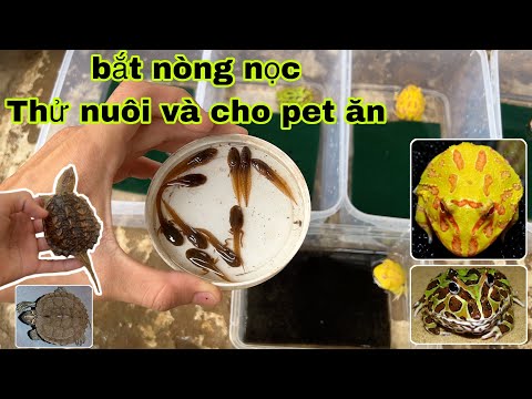 Mạo Hiểm thử cho thú cưng ăn nòng nọc và cái kết, thử nuôi con nòng nọc lạ vừa bắt được / Bảo pet