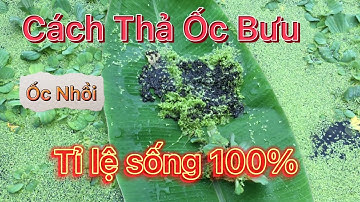 Cách Thả Ốc Bưu Giống Con Tỷ Lệ Sống 100% - Kỹ Thuật Nuôi Ốc Bưu