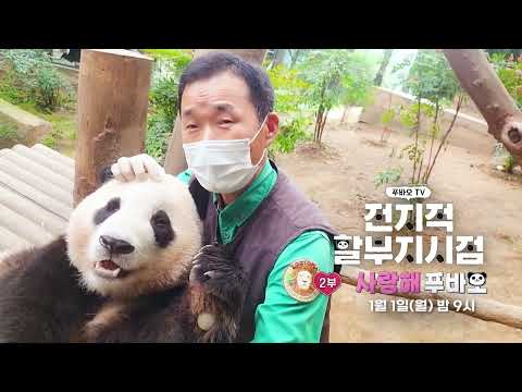 [다큐 플렉스 예고] 할부지 껌딱지 푸바오의 천방지축 육아일기🐼 (feat.루이,후이도 있어요🥰) ＜전지적 할부지시점＞ 1부, MBC 231225 방송