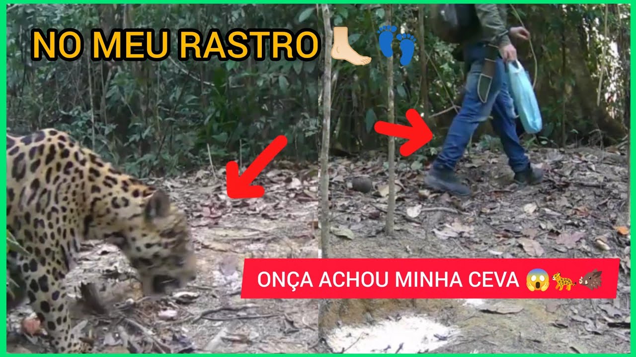 A ONÇA ESTÁ ANDANDO NO MESMO LUGAR QUE EU! ELA NÃO SE INTIMIDOU COM NOSSA PRESENÇA, SELVA AMAZÔNICA 