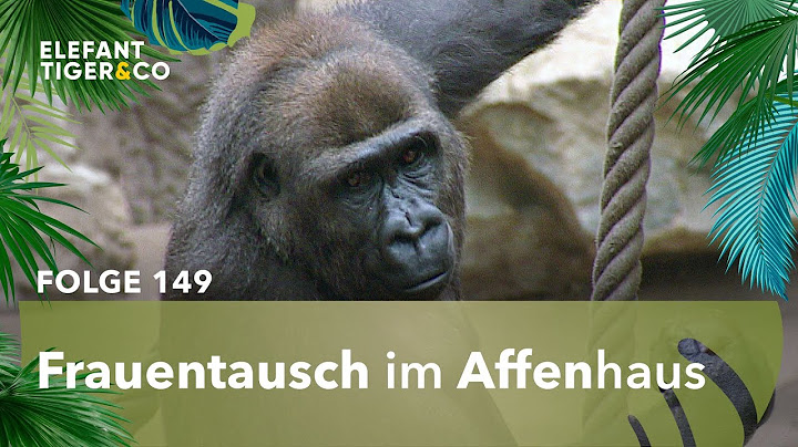 Neues Gorilla Weibchen für den Zoo Leipzig (Folge 149) | Elefant, Tiger & Co. | MDR