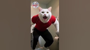 Mèo con nghịch ngợm làm hỏng tóc mẹ #shorts #vairal