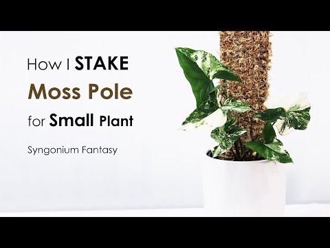 How I stake small Syngonium Fantasy plants | Syngonium Albo plant care, How to stake Moss Pole