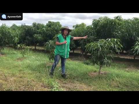Vídeo: Distância entre as plantas de fundação - Como espaçar as plantações de fundação