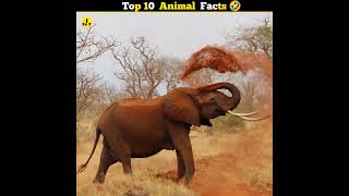 Top 10 Crazy Animal Facts 🐼| Animal Facts | Hindi Facts | Amazing Facts | #trending #shorts #short
