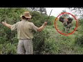 6 Elephant Encounters You Will Regret Watching