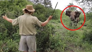 6 Elephant Encounters You Will Regret Watching