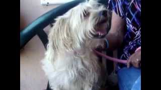 ADOPT Happy Cairn Terrier mix