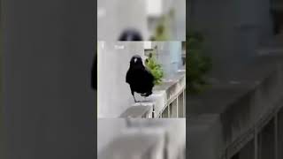 The Akatsuki Is Now Embled Meme