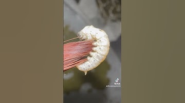 Let’s raise silkworms! BUT WAIT.. #moths #silkworms Bombyxmori