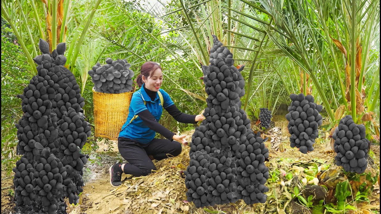 Exotic Thai Fruit - Woman Harvesting Tropical Snake Fruit Goes to Market Sell - Phuong Daily Life
