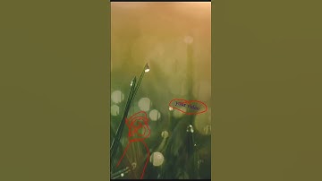 part 1 buad Skype call