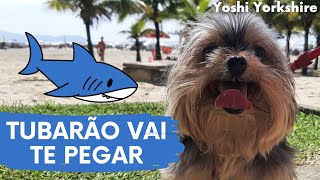 Shark Will Catch You