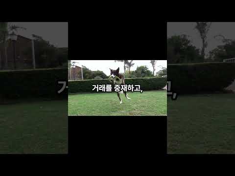 카우 프로토콜 코인이란 무엇인가
