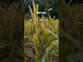 Brother's farm up in the mountain #farm #farming #farmlife #corn