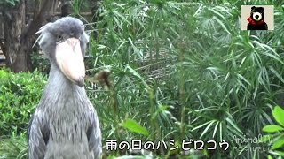 雨のハシビロコウShoebill In The Rain Animaltv アニマルテレビ