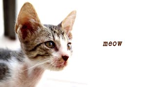 kitten meowing sound (lyric video)