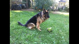King Shepherd play time. by mriad0 1,119 views 3 years ago 2 minutes, 13 seconds
