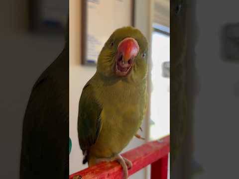 Her first words! #babyanimals #baby #parrot #irn #cuteanimals #talkingbird